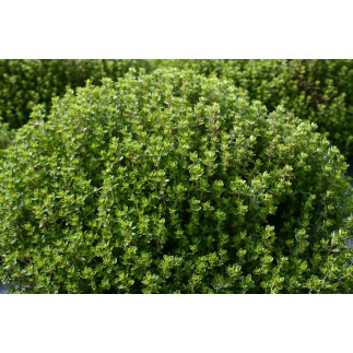 Thym Citron