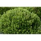 Thym Citron