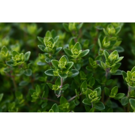 Thym Citron