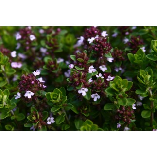 Thym Citron