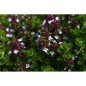 Thym Citron