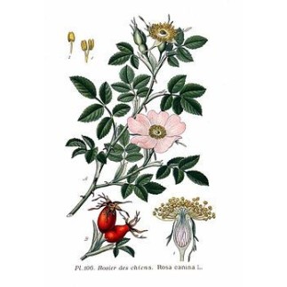 Tisane de baies de Cynorrhodon