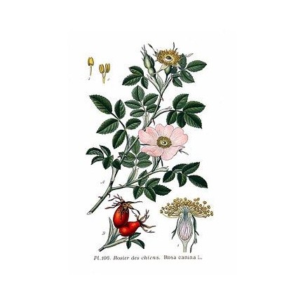 Tisane de baies de Cynorrhodon