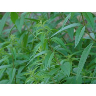 Verveine Citronnée