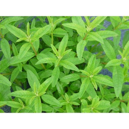 Verveine Citronnée