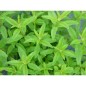 Verveine Citronnée