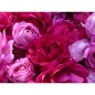 L'Amoureuse (Plaisir)