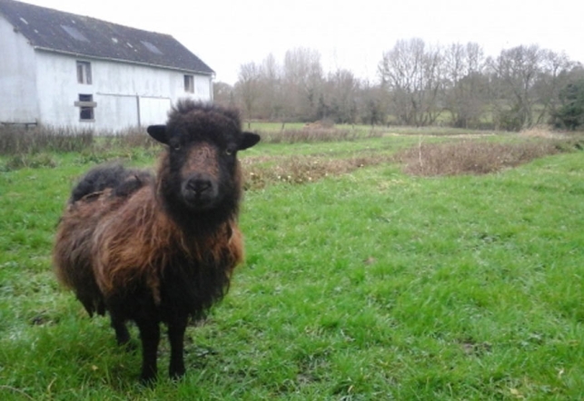La vie dans les champs